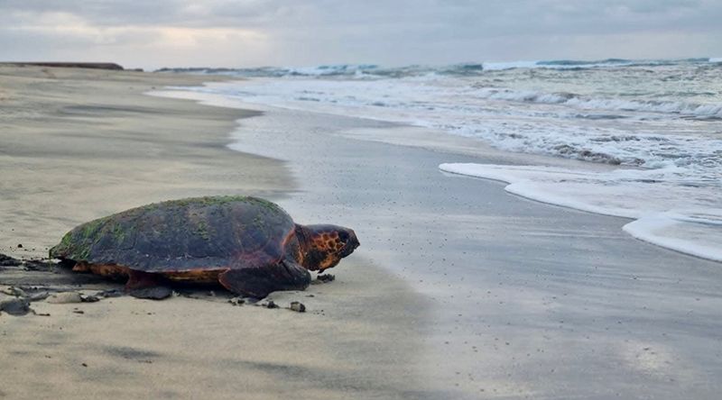 Fundação Maio Biodiversidade regista 25 casos de captura ilegal de tartarugas marinhas em dois meses