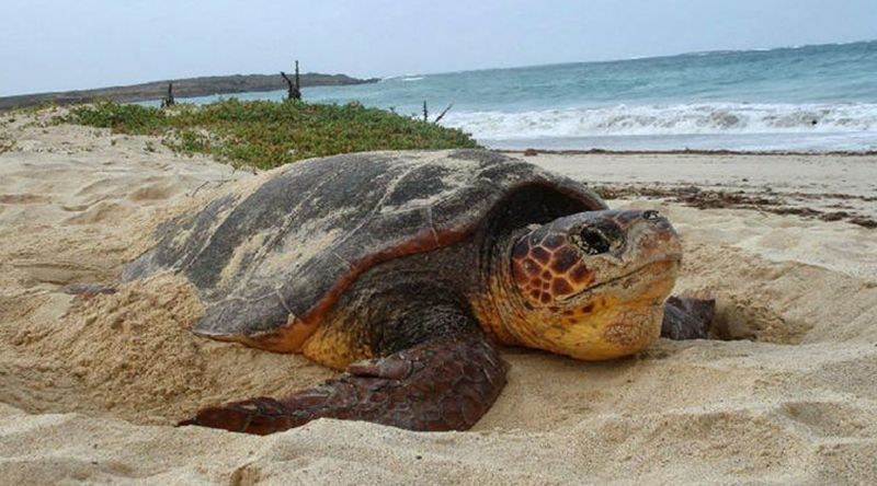 Redução do número de ninhos nas praias do Fogo e Ilhéus Rombos reforça importância da conservação - associação