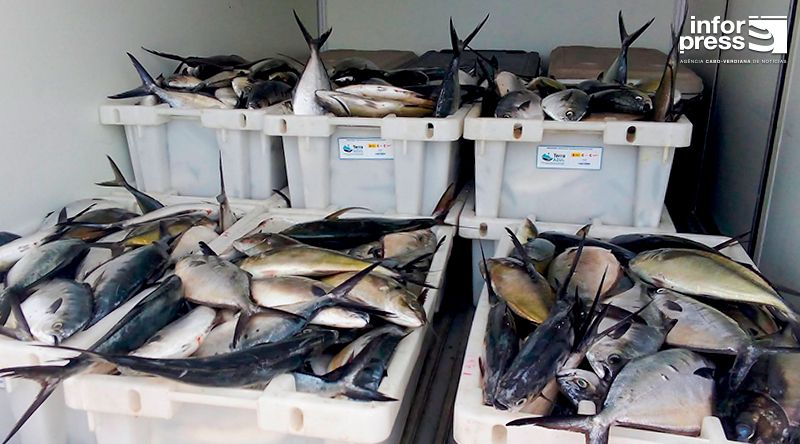 Porto Novo: Associação de pescadores confirma montagem em breve de dez unidades de tratamento e processamento do pescado 
