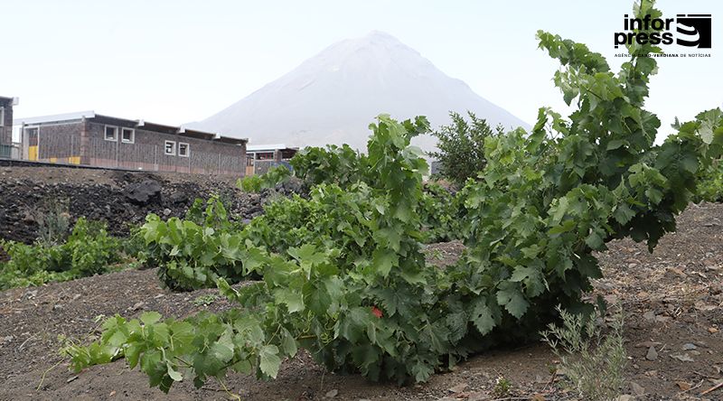 Fogo: Vinha Maria Chaves e família Fontes unem-se para valorizar vinhos do Fogo e combater desperdício